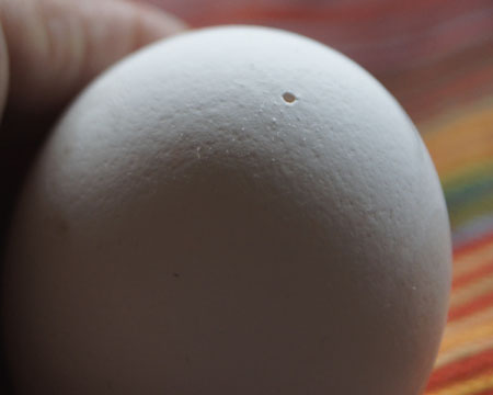 hole in egg