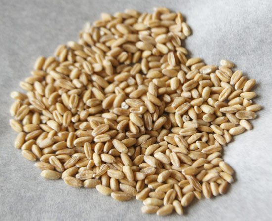 uncooked farro