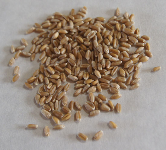 wheat berries