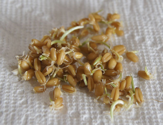 wheat berry sprouts