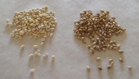 pearl and dehulled barley