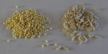 millet compared to brown rice
